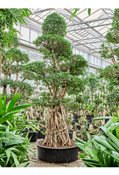 Ficus microcarpa compacta