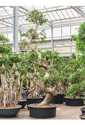 Ficus microcarpa compacta