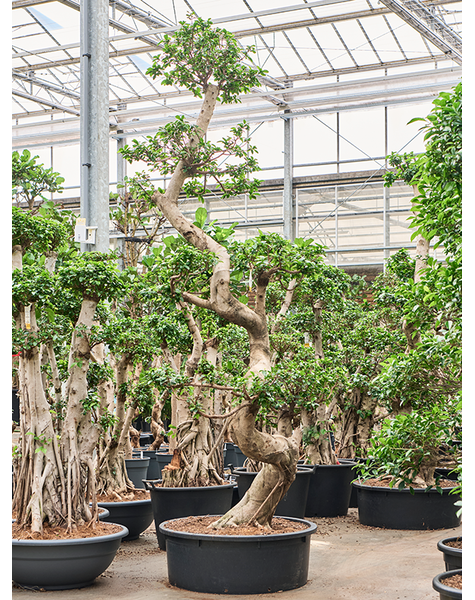 Ficus