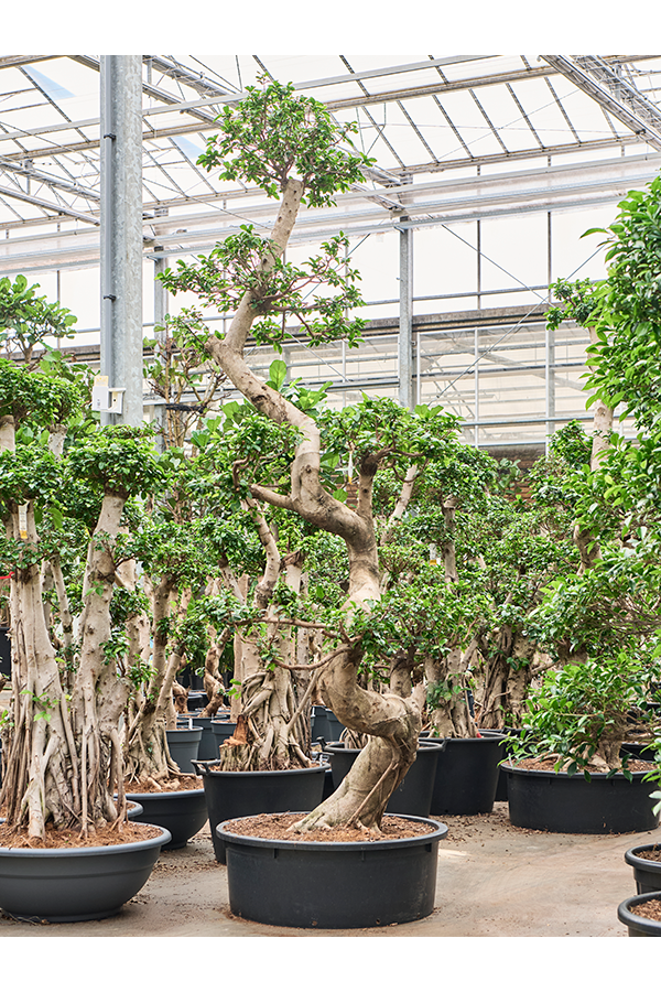 Ficus microcarpa compacta