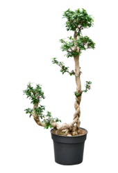 Ficus microcarpa compacta