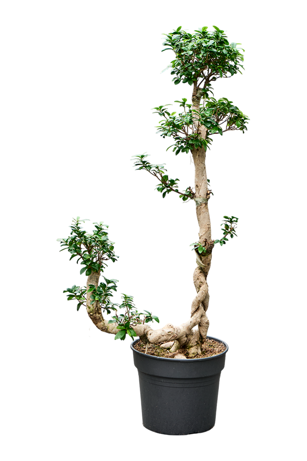 Ficus microcarpa compacta