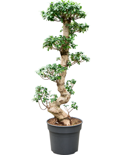 Ficus