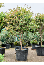 Myrciaria cauliflora (Jaboticaba)