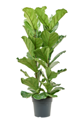 Ficus Lyrata