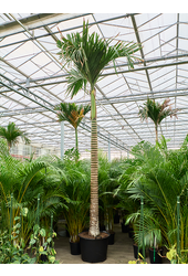 Areca Catechu Zwerg (450-525)