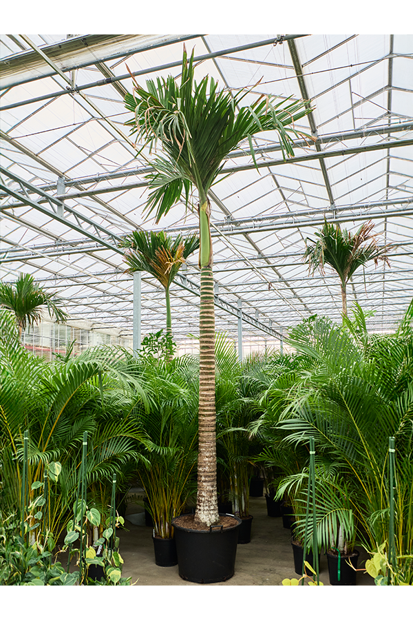Areca Catechu Zwerg (450-525)