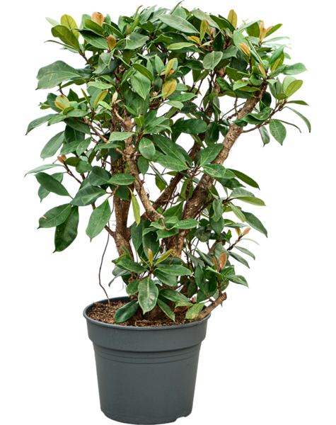 Ficus