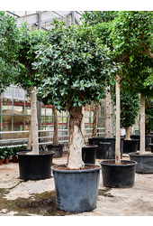 Ficus rubiginosa Australis