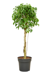Ficus Benjamina Säulenförmig