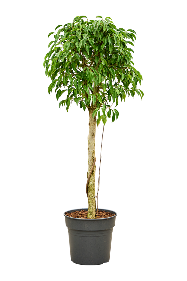 Ficus Benjamina Säulenförmig