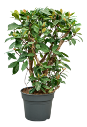 Ficus cyathistipula