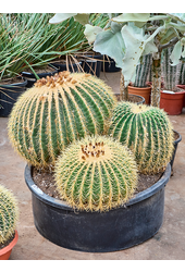 Echinokaktus Grusonii