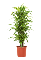 Dracaena Fragrans Zitrone-Limette