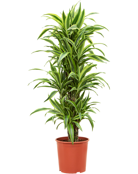 Dracaena