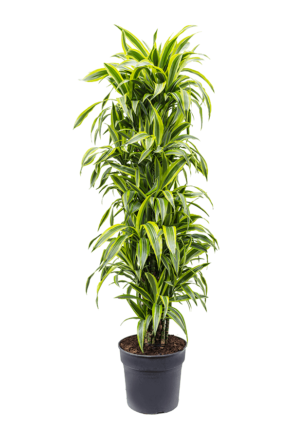 Dracaena Fragrans Zitrone-Limette
