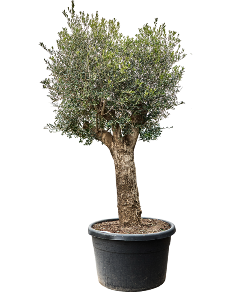 Olea