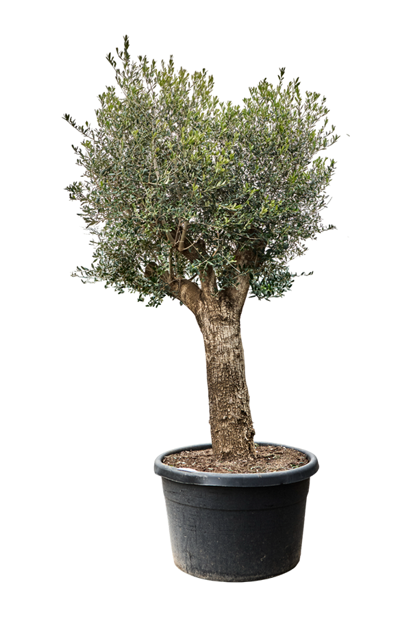 Olea Europaea (240-300)
