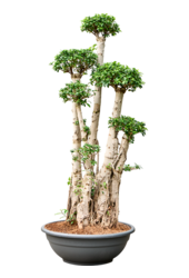 Ficus microcarpa compacta