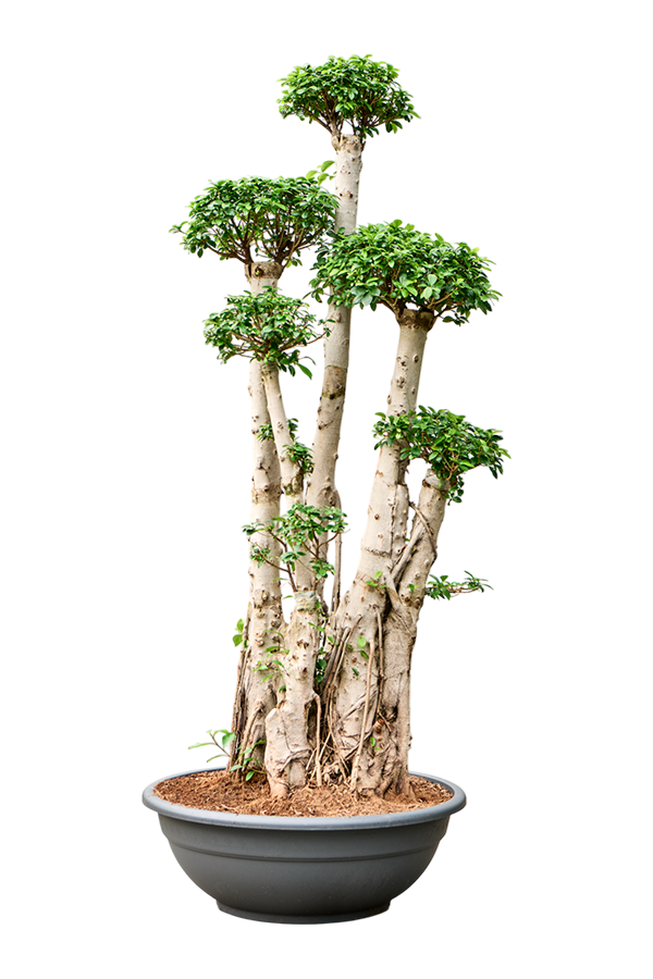 Ficus microcarpa compacta