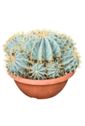 Ferocactus Glaucescens