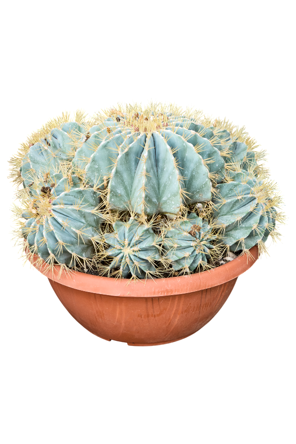 Ferocactus Glaucescens