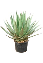 Agave Triangularis (100-120)