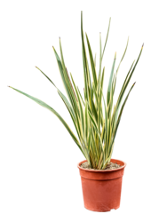 Phormium Tenax Variegatum (80-100)