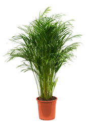 Dypsis (Areca) Lutescens
