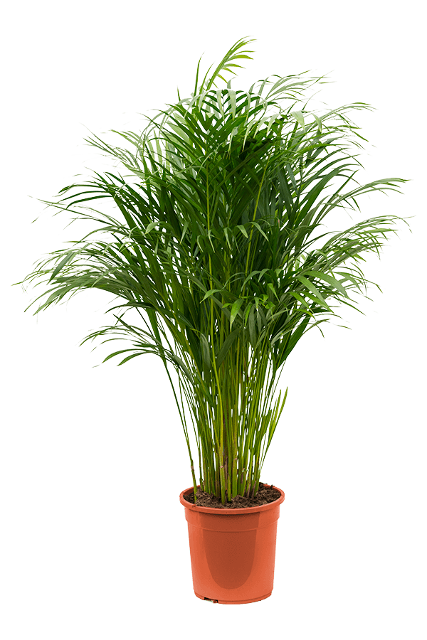 Dypsis (Areca) Lutescens
