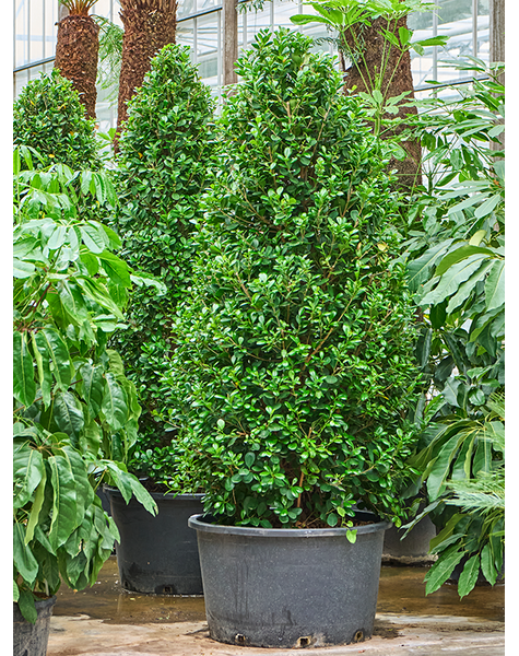 Ficus