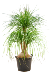 Beaucarnea Recurvata Nolina