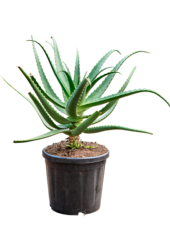 Aloe Rote Safari (70-100)