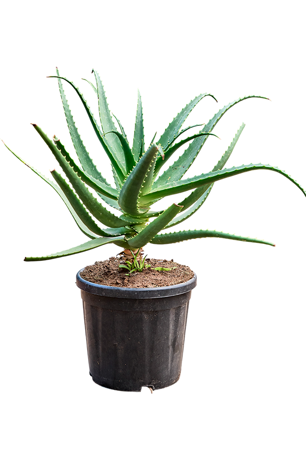 Aloe Rote Safari (70-100)