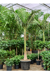 Archontophoenix Alexandrae (350-400)