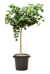 Citrus Paradisi Lipo