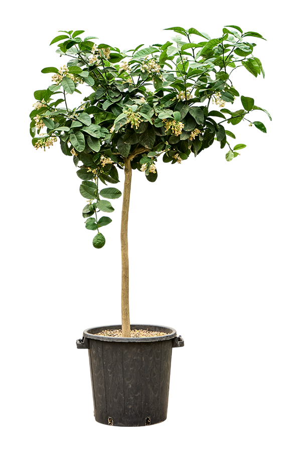 Citrus Paradisi Lipo