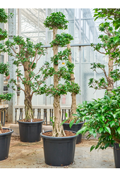 Ficus microcarpa compacta