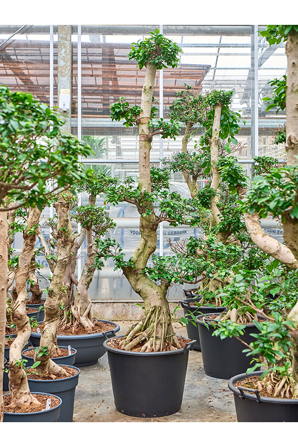 Ficus microcarpa compacta