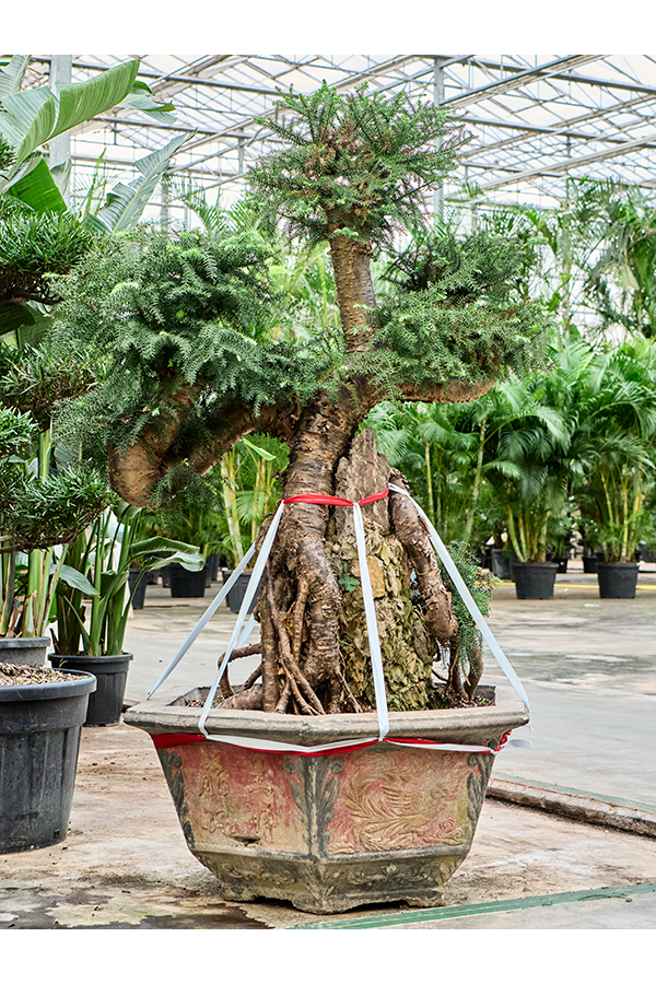Araucaria Bidwillii (175-200)