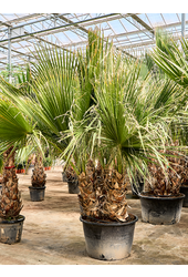 Washingtonia Filifera (330-390)