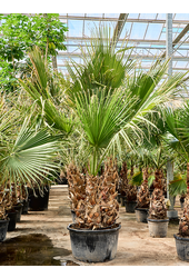 Washingtonia Filifera (280-340)