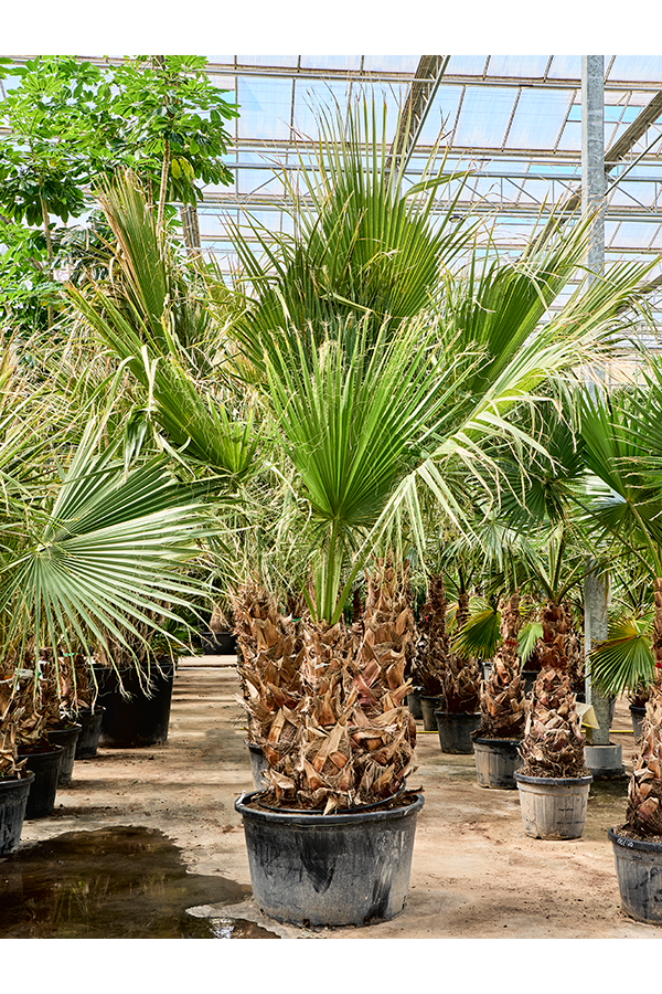Washingtonia Filifera (280-340)