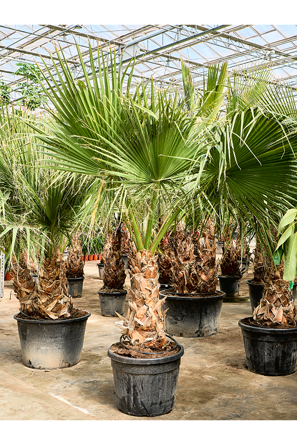 Washingtonia Filifera (220-320)