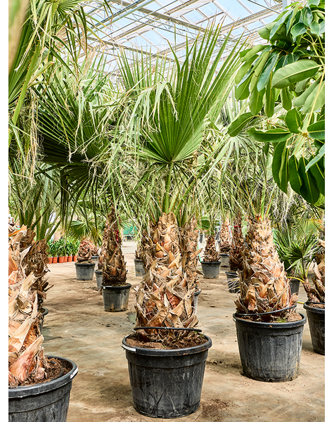 Washingtonia