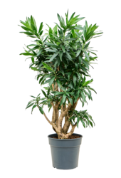 Pleomele (Dracaena) Reflexa