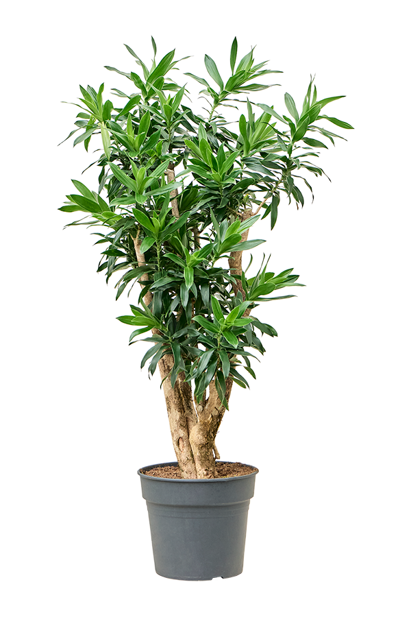 Pleomele (Dracaena) Reflexa