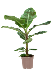 Musa Zwerg-Cavendish