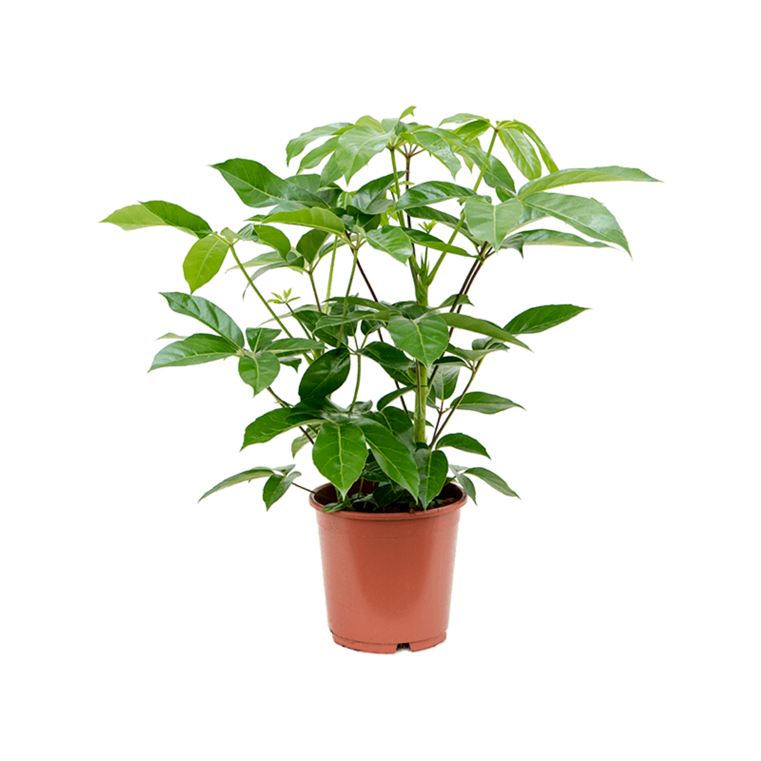 Schefflera Actinophylla Amate | Schnelle Lieferung | Fleurdirect -  www.fleurdirect.com