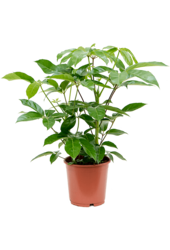 Schefflera Actinophylla Amate